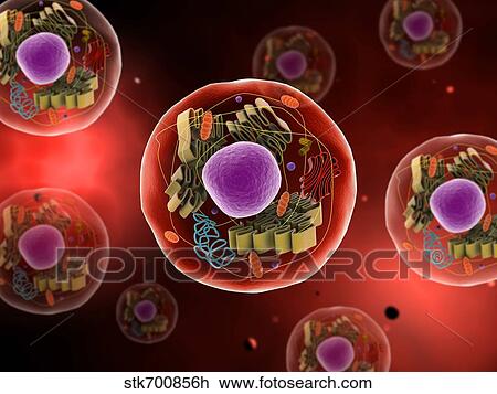 Drawing - Microscopic view of animal cell.. Fotosearch