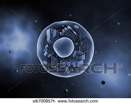 Drawing - Microscopic view of animal cell.. Fotosearch