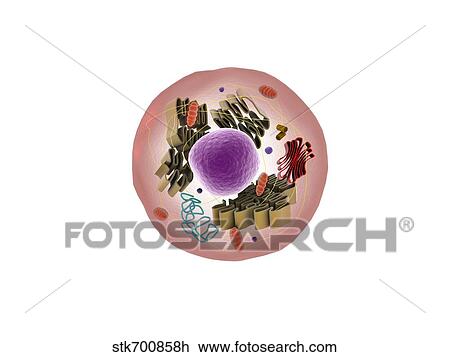 Drawing - Microscopic view of animal cell.. Fotosearch
