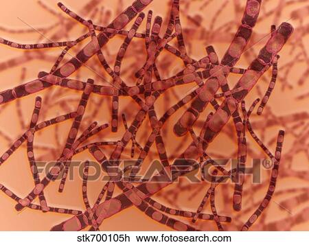 Drawing - Microscopic view of Anthrax.. Fotosearch