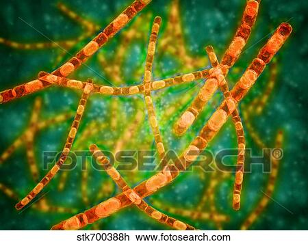 Drawing - Microscopic view of Anthrax.. Fotosearch