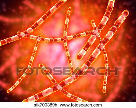 Drawing - Microscopic view of Anthrax.. Fotosearch