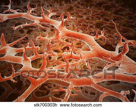 Drawing - Microscopic view of athlete's foot fungus.. Fotosearch