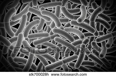 Microscopic view of Bacilli bacteria. View Large Illustration Drawing - Microscopic view of Bacilli bacteria.. Fotosearch