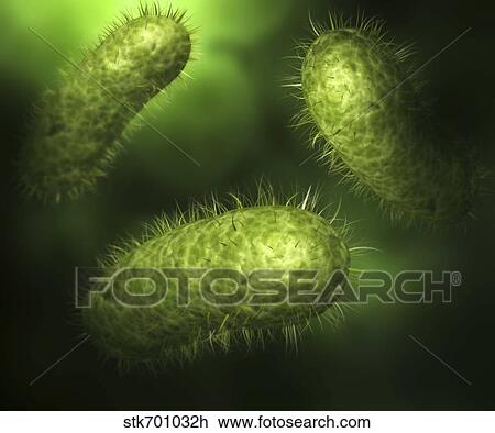 Microscopic view of bacteria. View Large Illustration Drawing - Microscopic view of bacteria.. Fotosearch