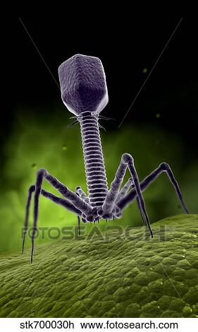 Drawing - Microscopic view of bacteriophage.. Fotosearch