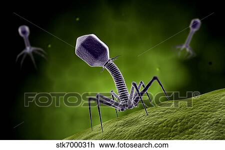 Microscopic view of bacteriophage. View Large Illustration Drawing - Microscopic view of bacteriophage.. Fotosearch
