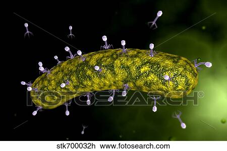 Drawing - Microscopic view of bacteriophage attacking bacteria.. Fotosearch