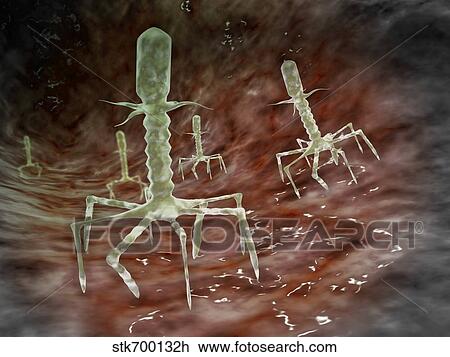 Microscopic view of bacteriophages on the surface of a bacteria. View Large Illustration Drawing - Microscopic view of bacteriophages on the surface of a bacteria.. Fotosearch