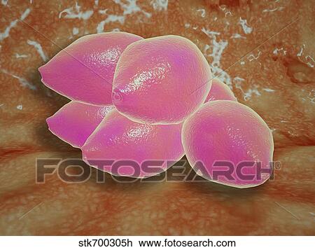Microscopic view of birch tree pollen. View Large Illustration Drawing - Microscopic view of birch tree pollen.. Fotosearch