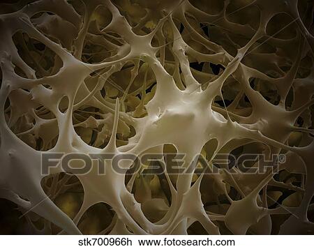 Drawing - Microscopic view of bone fibre.. Fotosearch