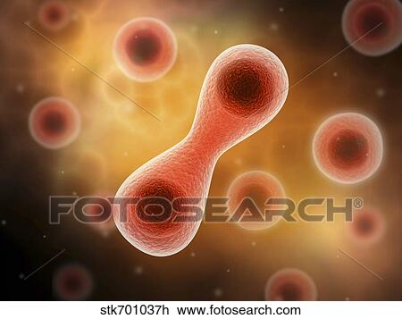 Drawing - Microscopic view of cell division.. Fotosearch