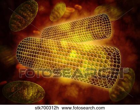 Drawing - Microscopic view of centrioles within a human cell.. Fotosearch