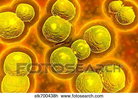 Drawing - Microscopic view of chlamydia.. Fotosearch