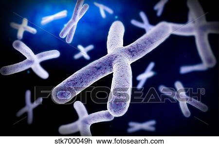 Drawing - Microscopic view of chromosome.. Fotosearch