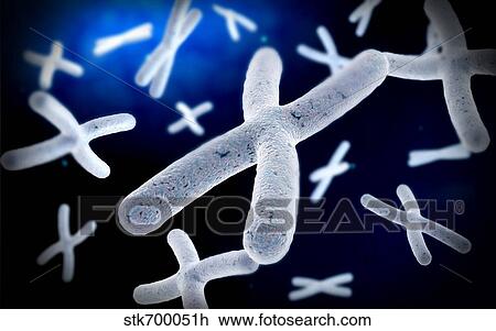 Drawing - Microscopic view of chromosome.. Fotosearch