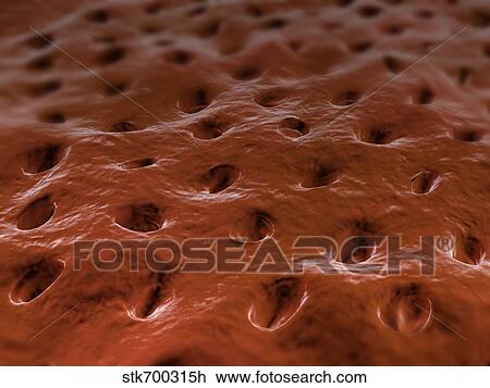 Drawing - Microscopic view of Dentine.. Fotosearch