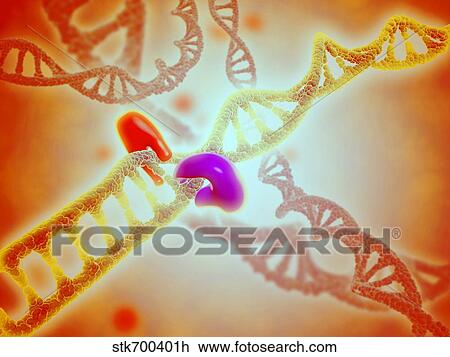 Drawing - Microscopic view of DNA binding.. Fotosearch