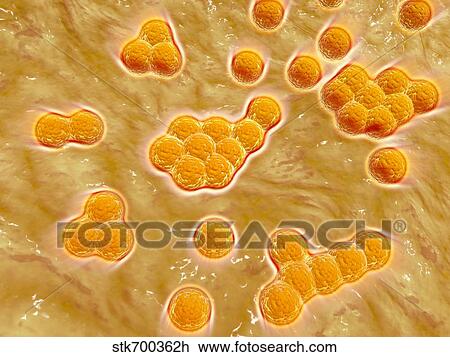 Drawing - Microscopic view of Methicillin-resistant Staphylococcus aureus.. Fotosearch