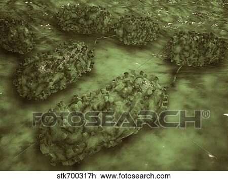 Drawing - Microscopic view of E. coli bacteria cells.. Fotosearch