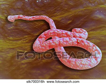 Microscopic view of Ebola virus. View Large Illustration Drawing - Microscopic view of Ebola virus.. Fotosearch