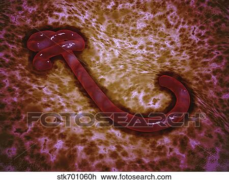 Microscopic view of ebola virus. View Large Illustration Drawing - Microscopic view of ebola virus.. Fotosearch