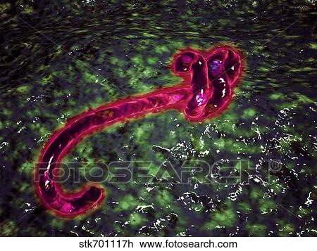 Drawing - Microscopic view of ebola virus.. Fotosearch