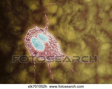 Microscopic view of Giardiasis. View Large Illustration Drawing - Microscopic view of Giardiasis.. Fotosearch