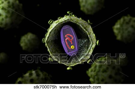 Drawing - Microscopic view of HIV virus, cross section.. Fotosearch