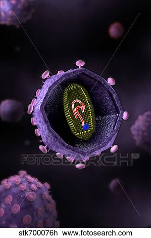 Drawing - Microscopic view of HIV virus, cross section.. Fotosearch