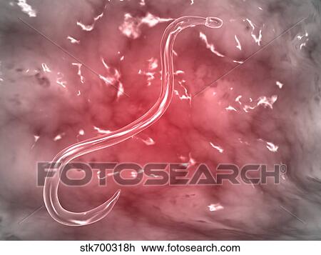 Drawing - Microscopic view of hookworm.. Fotosearch