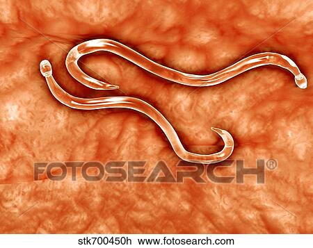 Drawing - Microscopic view of hookworm.. Fotosearch