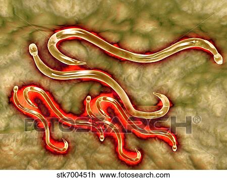 Drawing - Microscopic view of hookworm.. Fotosearch
