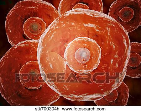 Drawing - Microscopic view of human B-cells.. Fotosearch