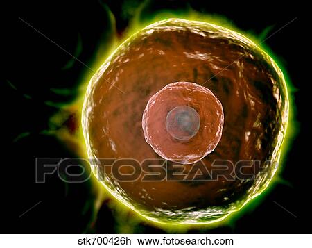 Microscopic view of human B-cells. View Large Illustration Drawing - Microscopic view of human B-cells.. Fotosearch