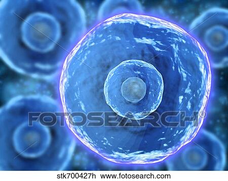 Drawing - Microscopic view of human B-cells.. Fotosearch