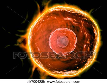 Drawing - Microscopic view of human B-cells.. Fotosearch