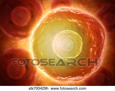 Drawing - Microscopic view of human B-cells.. Fotosearch
