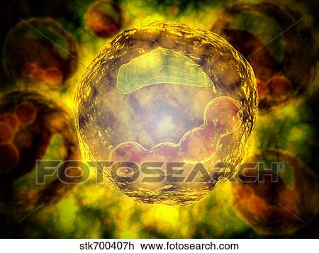 Drawing - Microscopic view of human cell.. Fotosearch