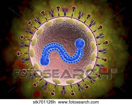 Microscopic view of human respiratory syncytial virus. View Large Illustration Drawing - Microscopic view of human respiratory syncytial virus.. Fotosearch