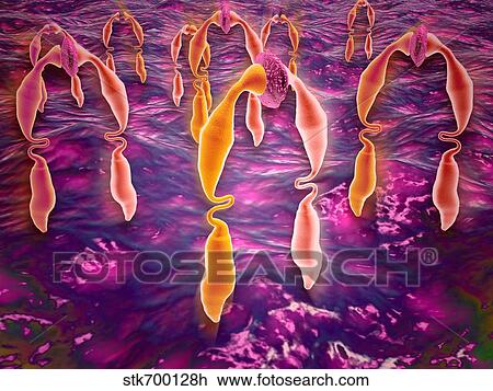Drawing - Microscopic view of ligand binding to a receptor protein.. Fotosearch