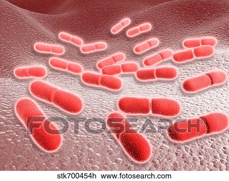 Drawing - Microscopic view of Listeria monocytogenes.. Fotosearch