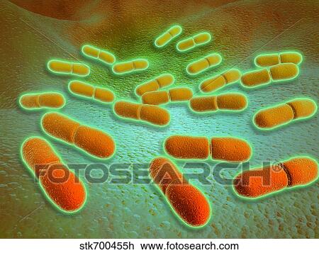 Drawing - Microscopic view of Listeria monocytogenes.. Fotosearch