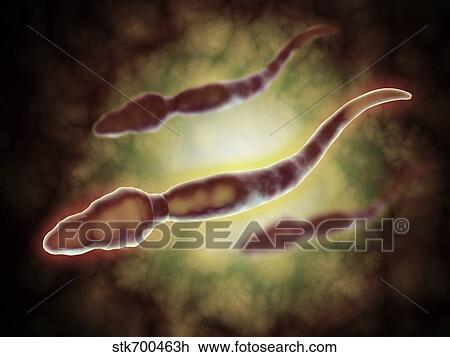 Microscopic view of male sperm cells. View Large Illustration Drawing - Microscopic view of male sperm cells.. Fotosearch