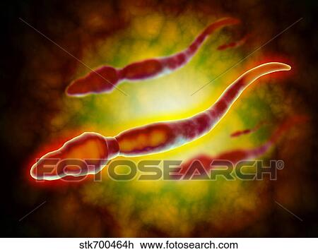 Drawing - Microscopic view of male sperm cells.. Fotosearch