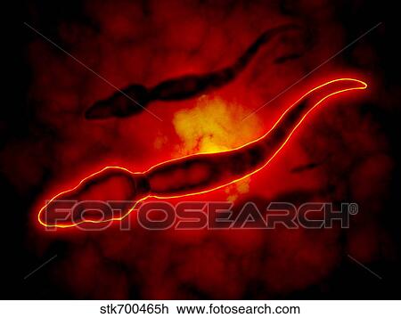 Drawing - Microscopic view of male sperm cells.. Fotosearch