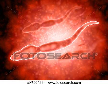 Microscopic view of male sperm cells. View Large Illustration Drawing - Microscopic view of male sperm cells.. Fotosearch