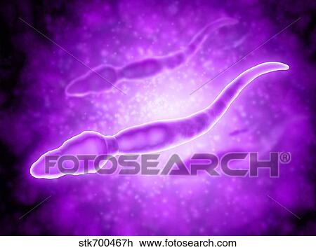 Microscopic view of male sperm cells. View Large Illustration Drawing - Microscopic view of male sperm cells.. Fotosearch