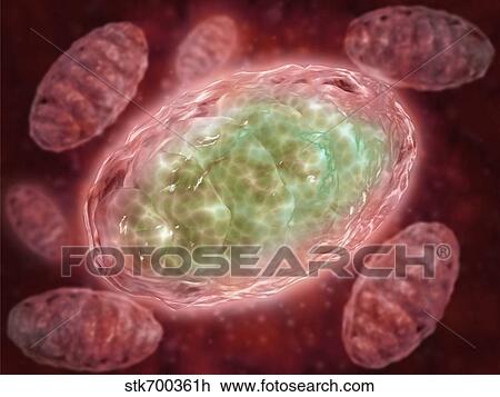 Microscopic view of Mitochondria. View Large Illustration Drawing - Microscopic view of Mitochondria.. Fotosearch