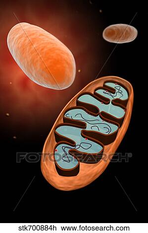 Drawing - Microscopic view of mitochondria.. Fotosearch